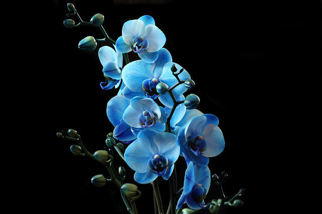 орхидея - оригинал