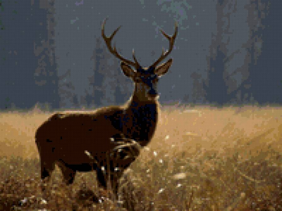 лесной олень - животные - предпросмотр