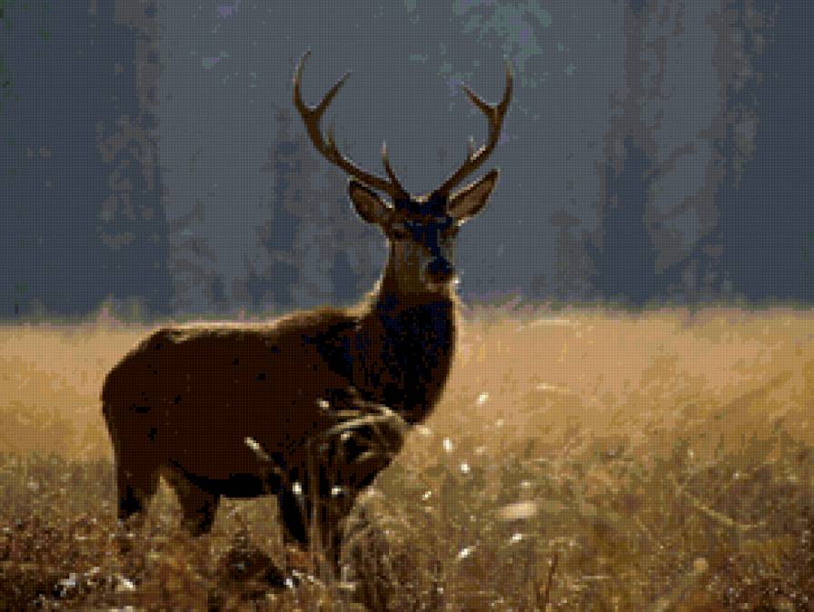 лесной олень - животные - предпросмотр