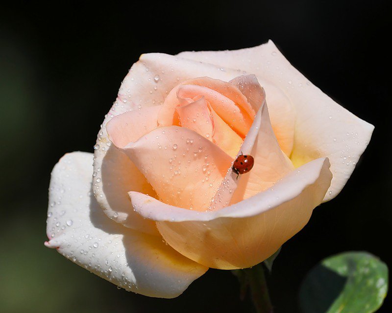 роза1 - роза божья коровка цветы - оригинал