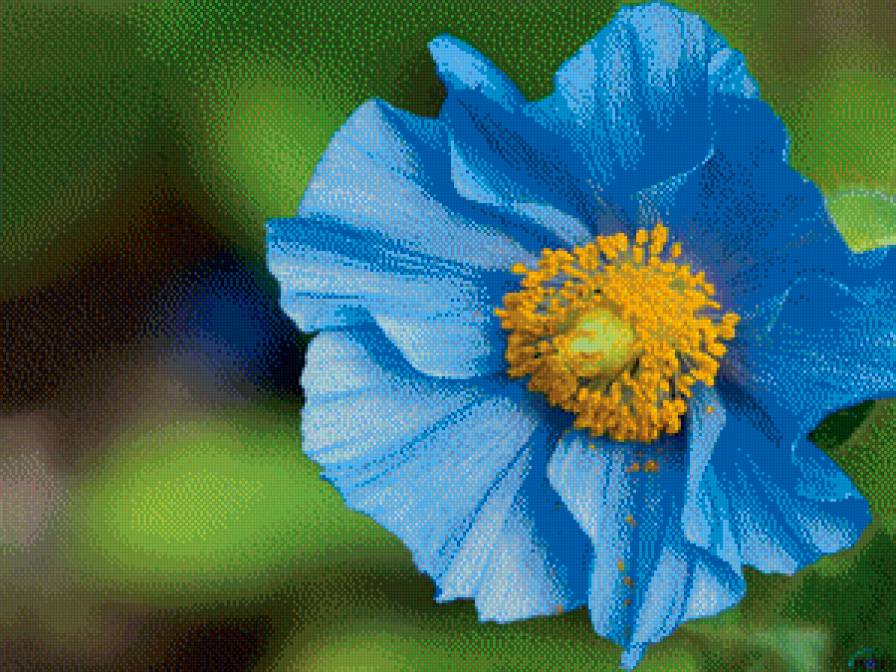 цветок1 - полевой цветок мак голубой - предпросмотр