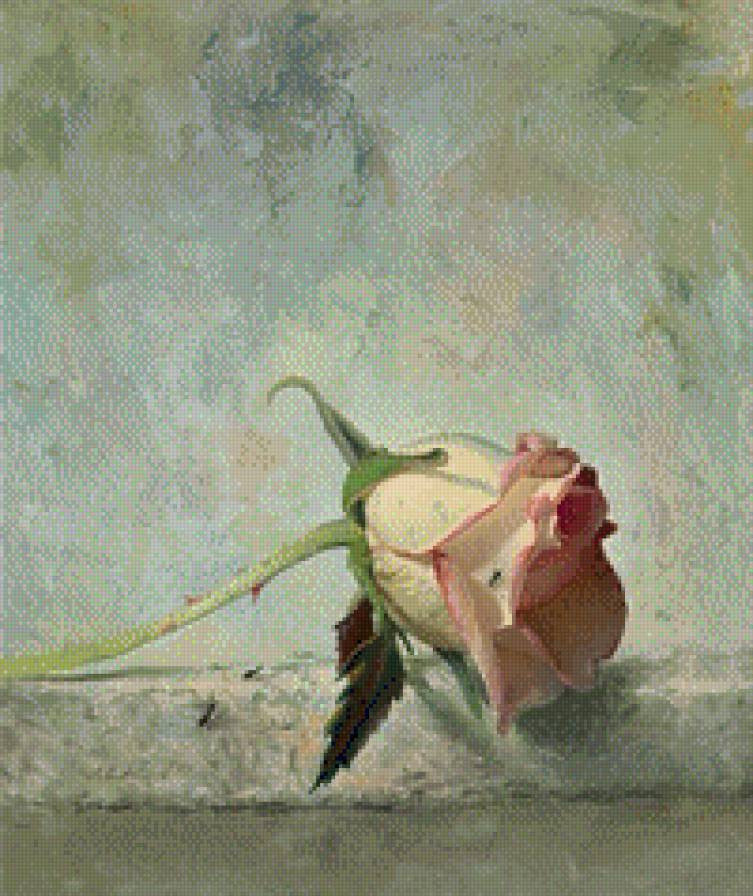 Роза - роза - предпросмотр