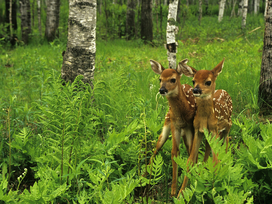 олени - природа. животные - оригинал