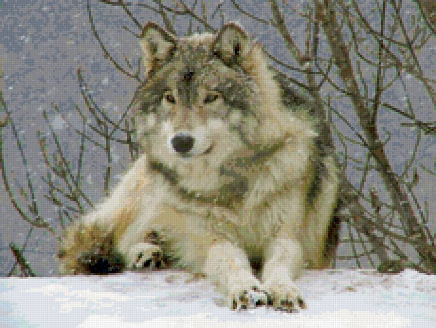 волк - животные - предпросмотр