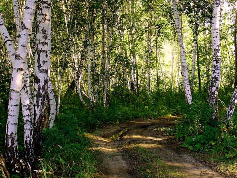березовая роща - пейзаж. природа. лето, березы, тропинка, лес - оригинал