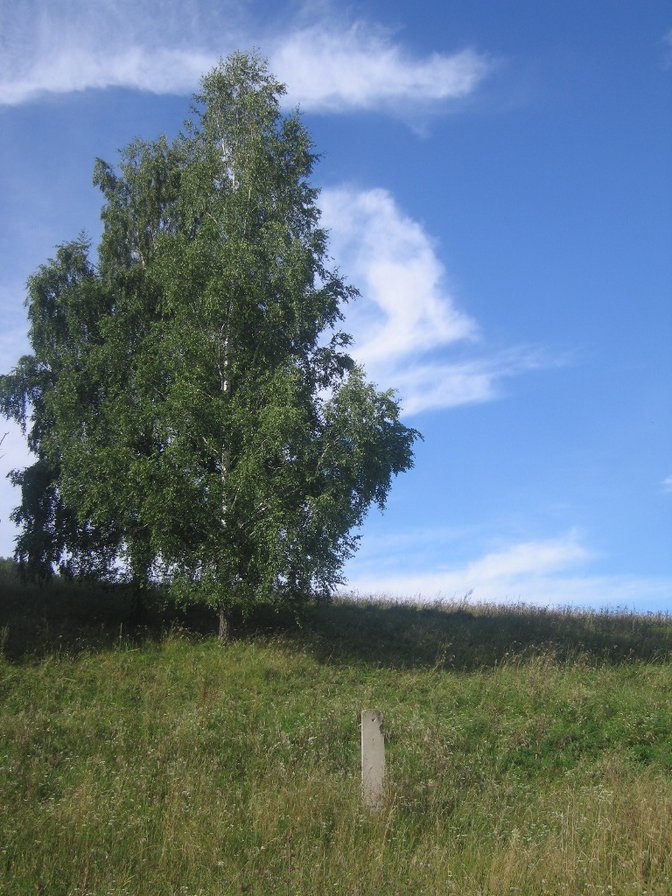 Одинокая березка - пейзаж, природа. березы - оригинал