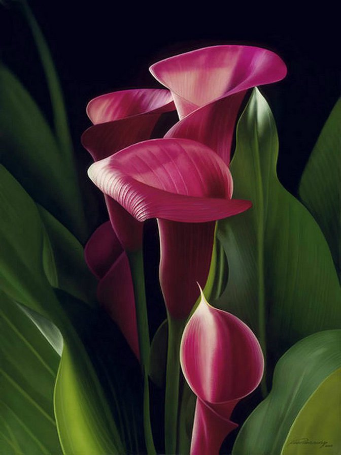 каллы розовые - каллы, цветы - оригинал