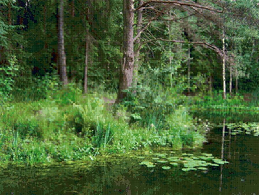 озеро - природа. водоем, лес, ели, пейзаж - предпросмотр