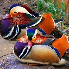 Схема вышивки «№894012»