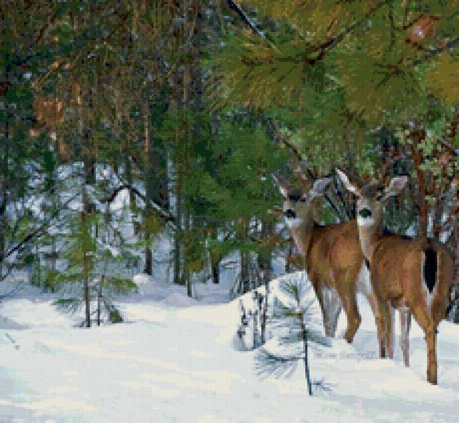 олени - животные, сосны, зима, олени, природа. пейзаж - предпросмотр