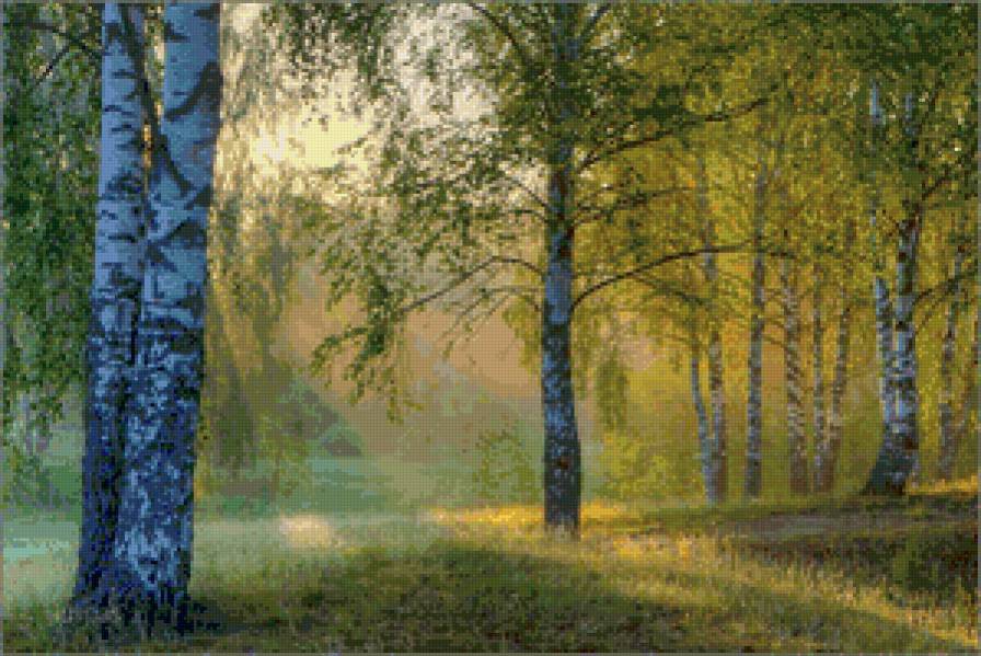 березы в лучах солнца - березы. лес. солнце, пейзаж, природа. лето - предпросмотр