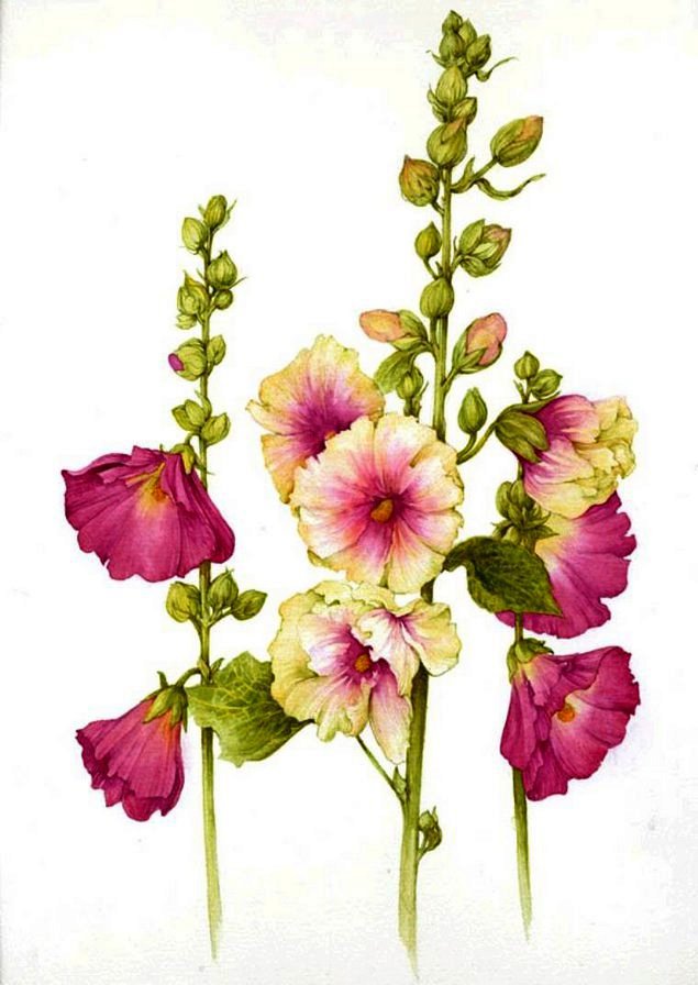 Мальвы - цветы, мальвы - оригинал