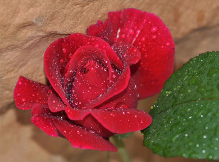 №894606 - цветы - оригинал