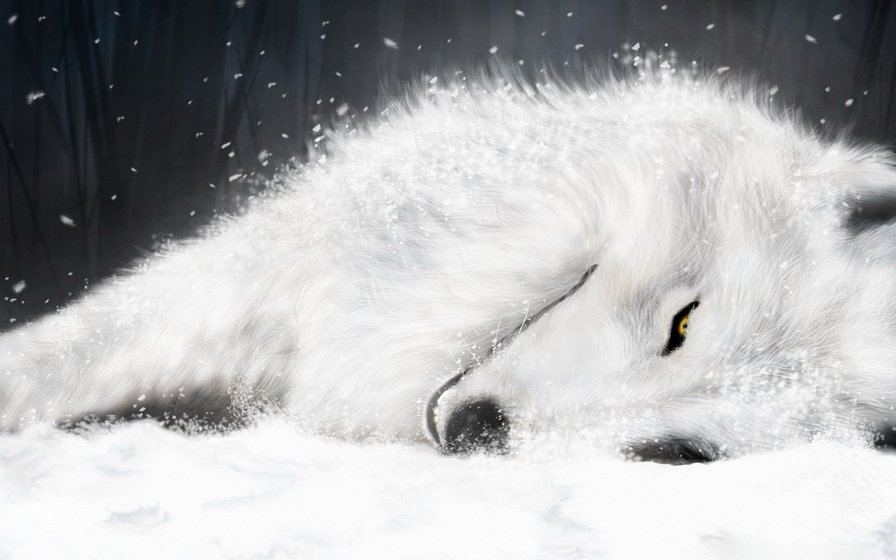 белый волк - волк - оригинал