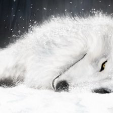 белый волк
