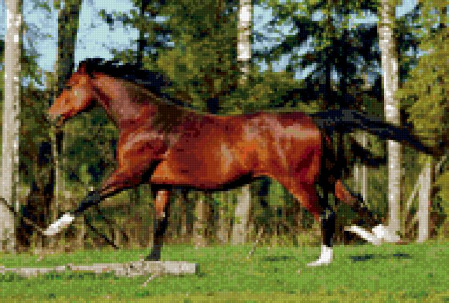 лошадь - животные - предпросмотр