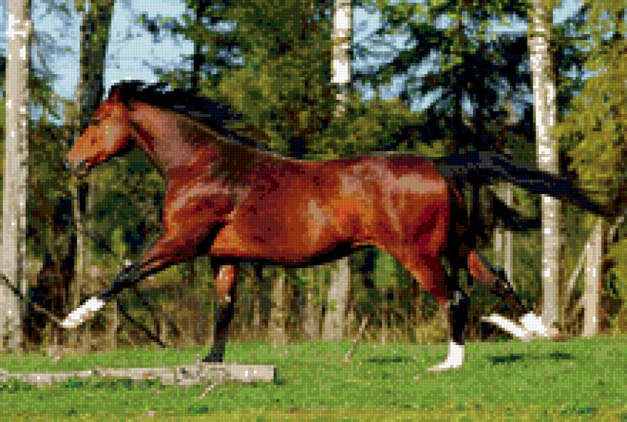 лошадь - животные, лошади, пейзаж - предпросмотр