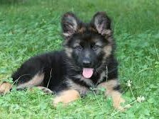 Схема вышивки «щенок»