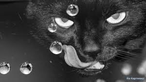 кот - кот - оригинал
