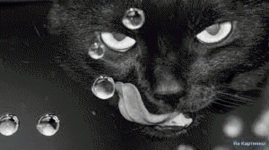 кот - кот - предпросмотр