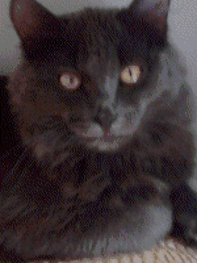 Тёма - кот - предпросмотр