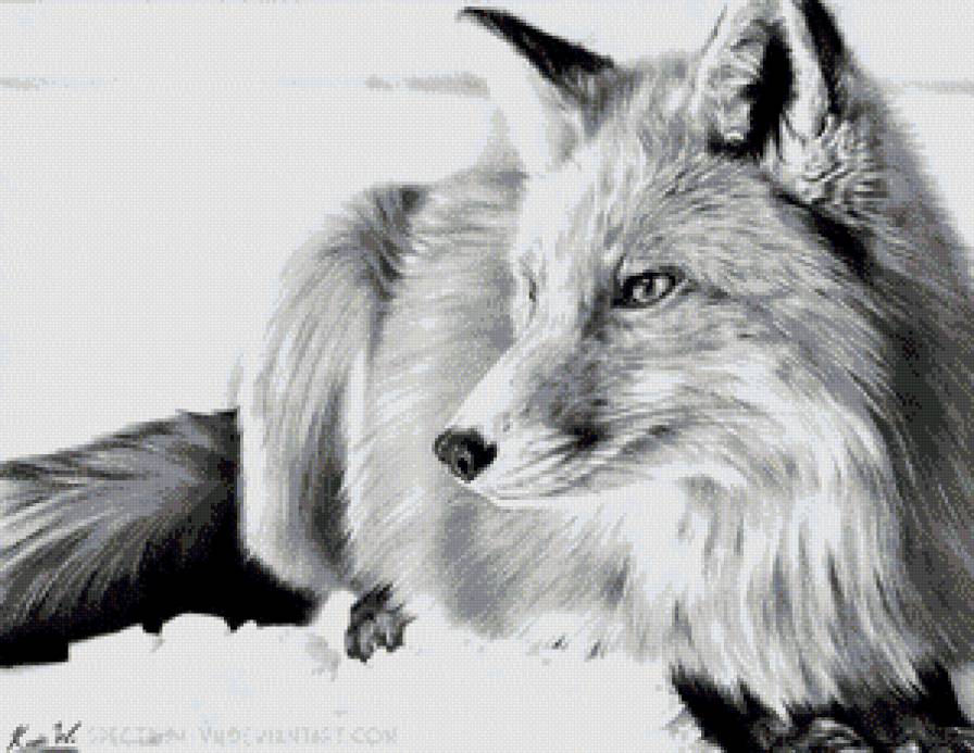 Улыбка - рисунок, графика, природа, лиса - предпросмотр