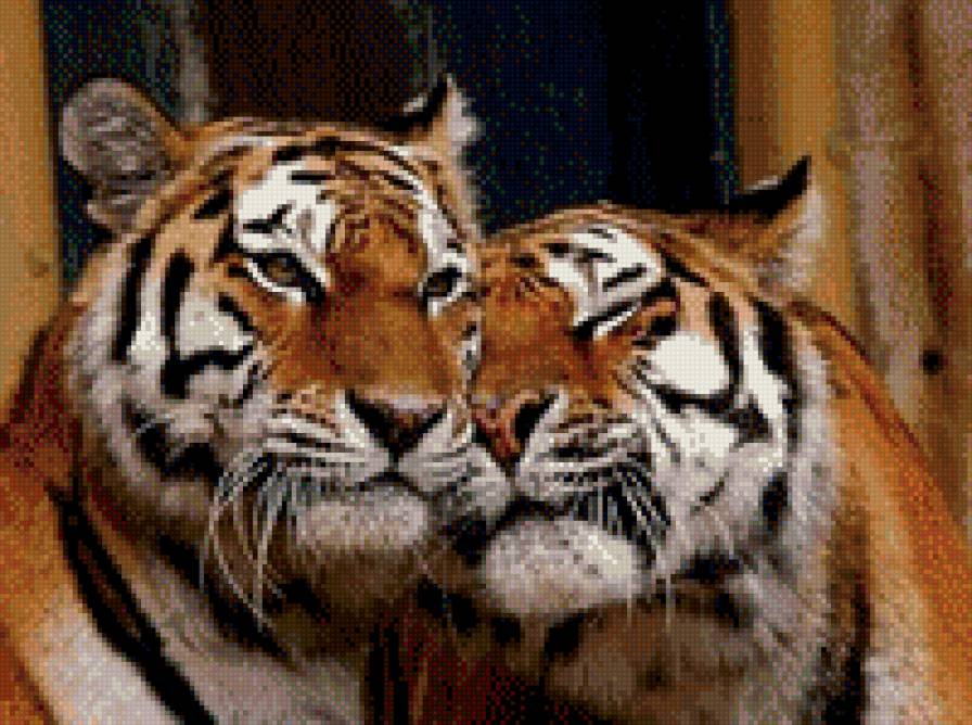 пара тигров - предпросмотр