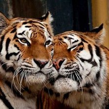 Схема вышивки «пара тигров»