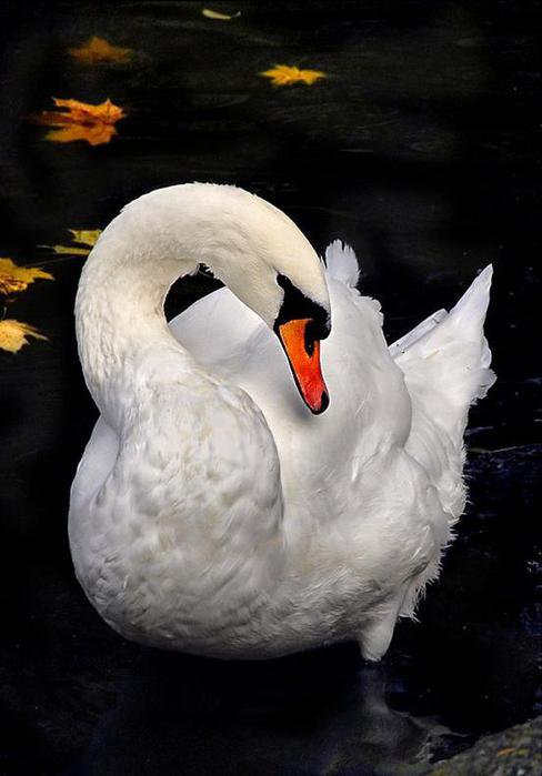 Грация и красота - лебеди, природа, анималисты, грация, животные, птицы - оригинал