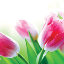 Схема вышивки «тюльпан»