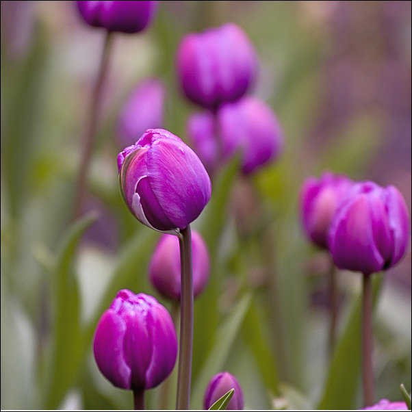 Тульпаны фиолетовые - поле, весна, цветы, тульпаны - оригинал
