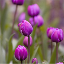 Схема вышивки «Тульпаны фиолетовые»