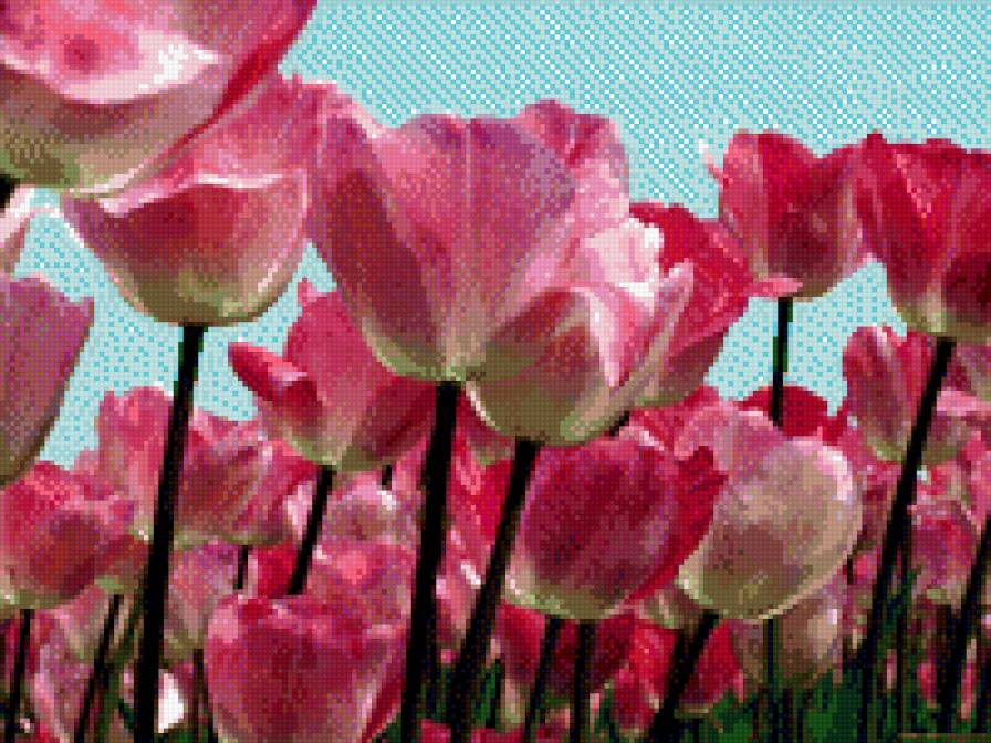 Тульпаны - тульпаны, цветы, весна, поле - предпросмотр