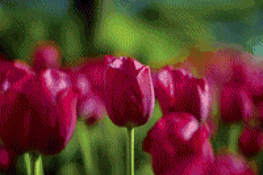 Тульпаны - тульпаны, цветы, поле, весна - предпросмотр