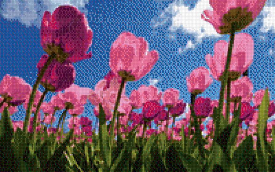 Тульпаны - тульпаны, поле, весна, цветы - предпросмотр