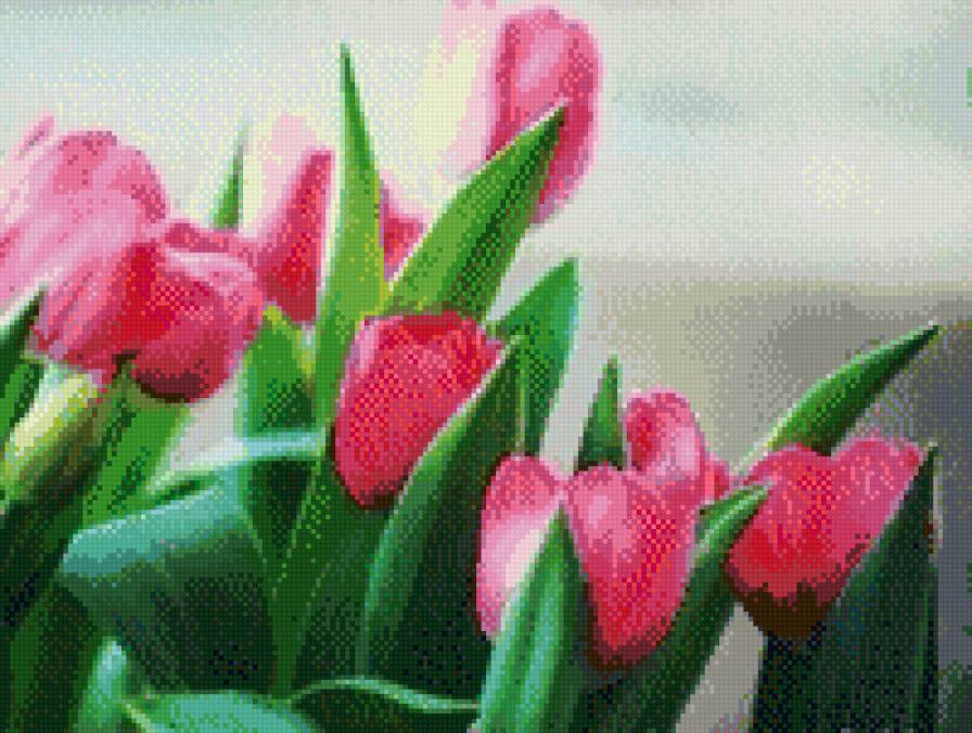 Тульпаны - поле, цветы, тульпаны, весна - предпросмотр