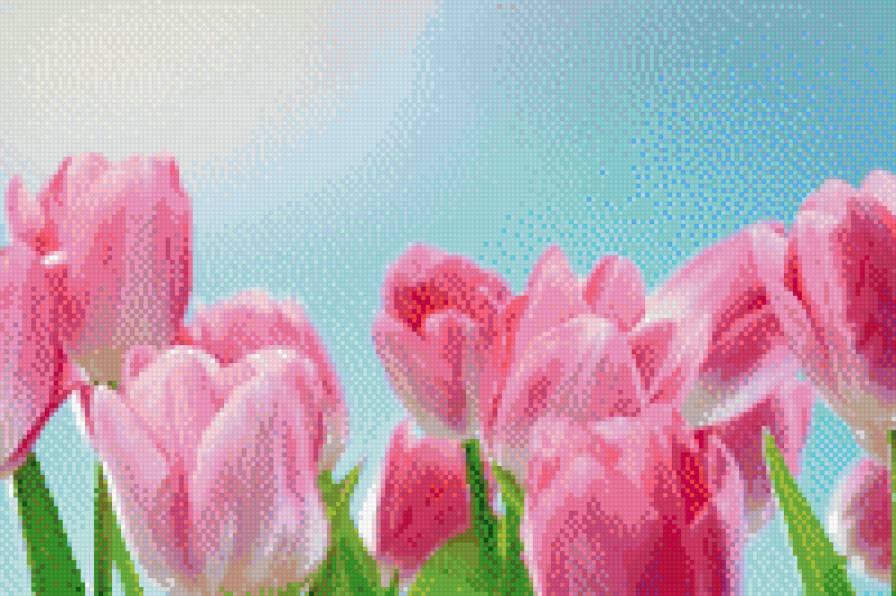 Тульпаны - тульпаны, поле, цветы, весна - предпросмотр