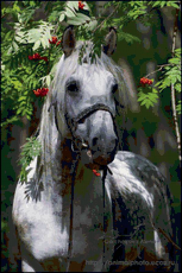 лошадь - пейзаж, лошади, животные - предпросмотр