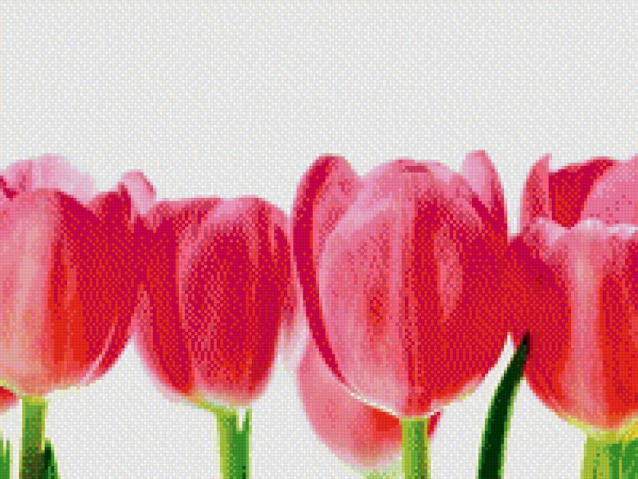 Тульпаны - тульпаны, поле, весна, цветы - предпросмотр