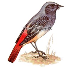 горихвостка - горихвостка, птичка - оригинал