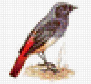 горихвостка - птичка, горихвостка - предпросмотр