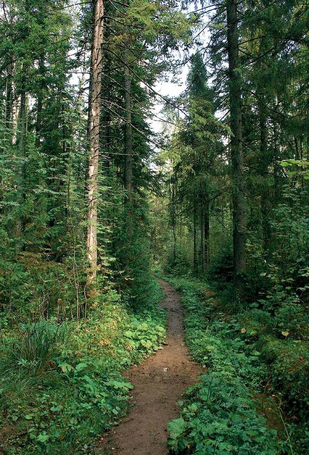 лесная тропа - ели. тропинка, пейзаж. природа. лес - оригинал