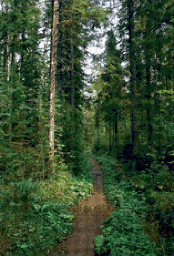 лесная тропа - пейзаж. природа. лес, ели. тропинка - предпросмотр