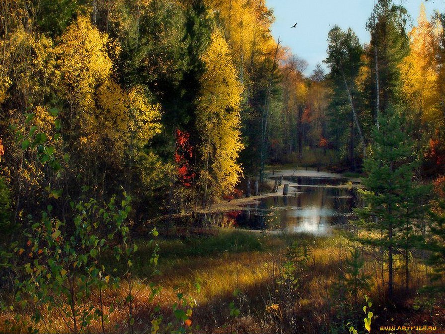 Золотая осень - природа. пруд, пейзаж. осень - оригинал