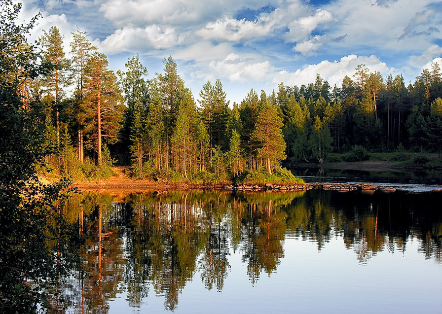 тайга - пейзаж, природа. тайга. ели. река - оригинал