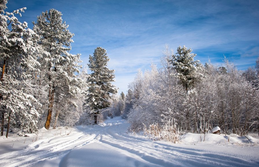 зимний лес - природа. зима, лес, пейзаж, тропа - оригинал