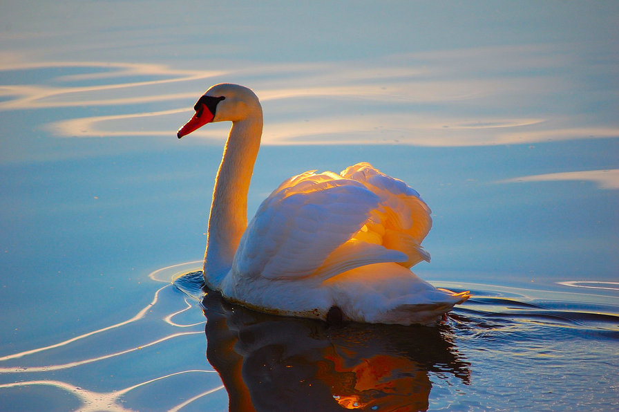 лебедь в лучах солнца - лебеди. солнце. вода, животные - оригинал