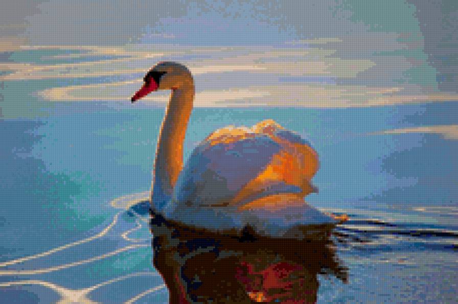 лебедь в лучах солнца - лебеди. солнце. вода, животные - предпросмотр