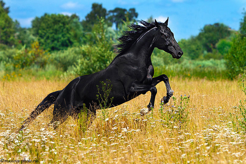 Сонник черная лошадь. Лошадь в движении. Лошади на лугу. Кони на лугу. Черный конь на лугу.