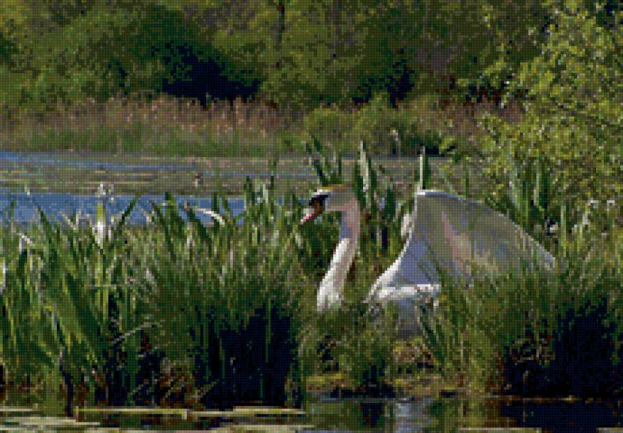Белый лебедь - пейзаж, природа. озеро, лебедь - предпросмотр